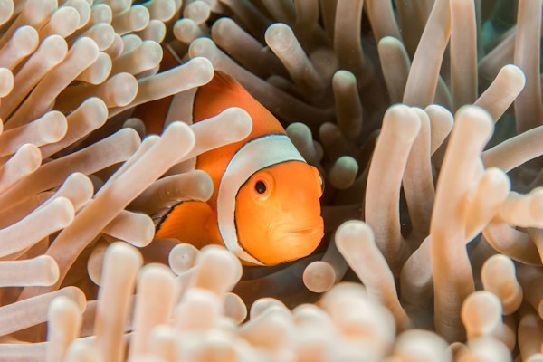 Clownfish reef