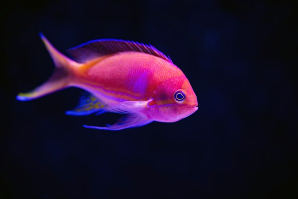 Aquarium school