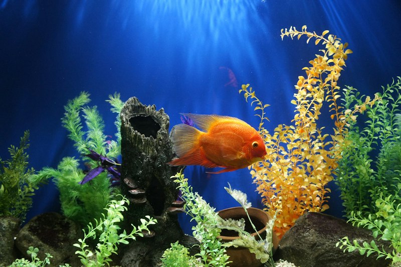 Betta fish care